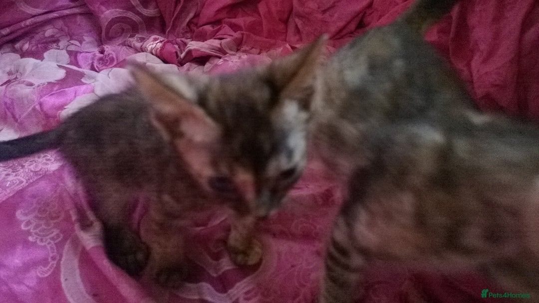 Mixed Breed cats for sale: Six Lovely Brown and Ginger Kittens - Image 17