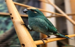 Parakeets birds for sale: Male 4yo Kakariki for sale - Image 1