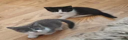 Mixed Breed cats for sale: Beautiful kittens for sale in Buckley - Advert 12