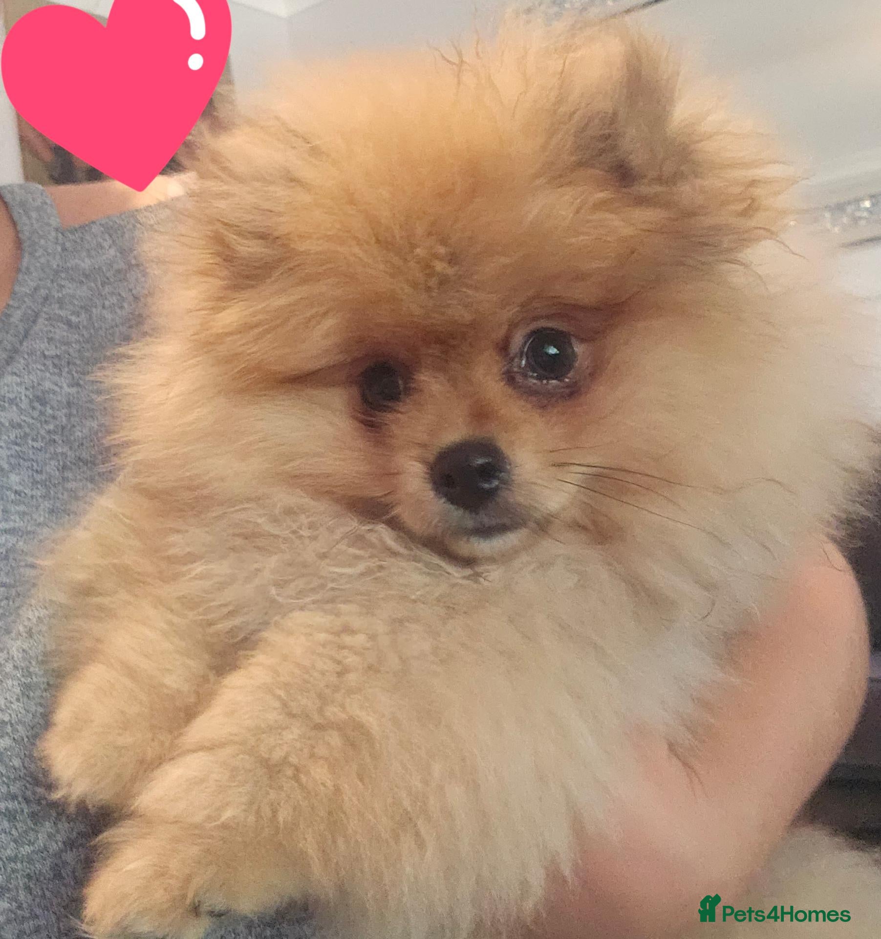 Pomeranian dogs  Pomeranian Teddy Face Russian  - Advert 3