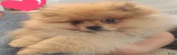 Pomeranian dogs for sale:  Pomeranian Teddy Face Russian  - Advert 2