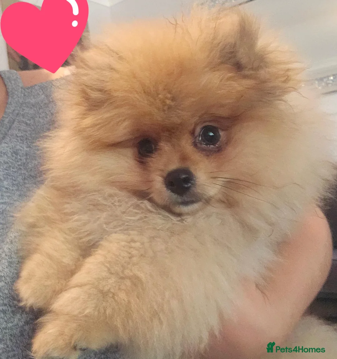 Pomeranian dogs for sale:  Pomeranian Teddy Face Russian  - Advert 2