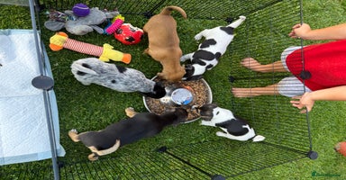 Jack Russell dogs - Advert 6