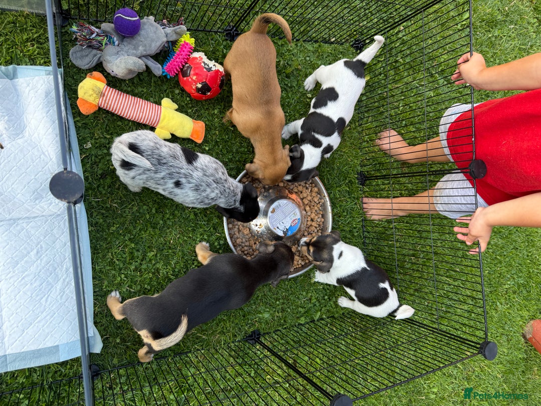 Jack Russell dogs for sale: 🐾Jack Russell Puppies🐾 - Image 3