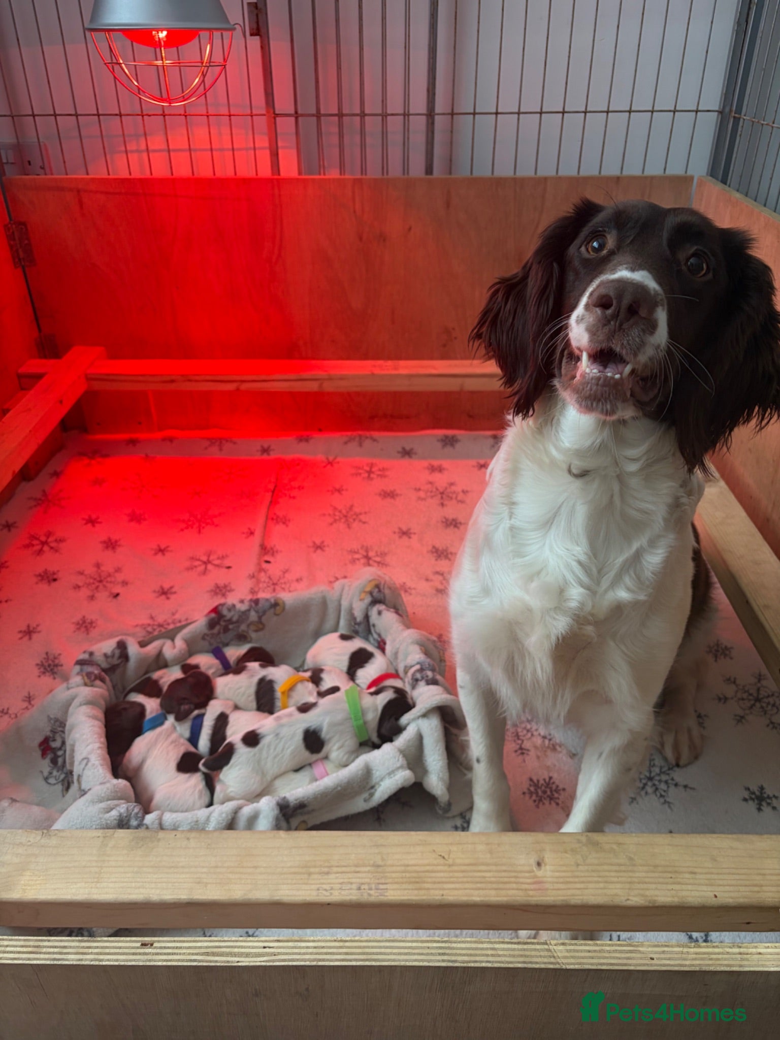 English Springer Spaniel dogs 6 English Springer Spaniel Pups  - Advert 6