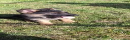 German Shepherd dogs for sale: Pure German shepherd puppies available  - Advert 3