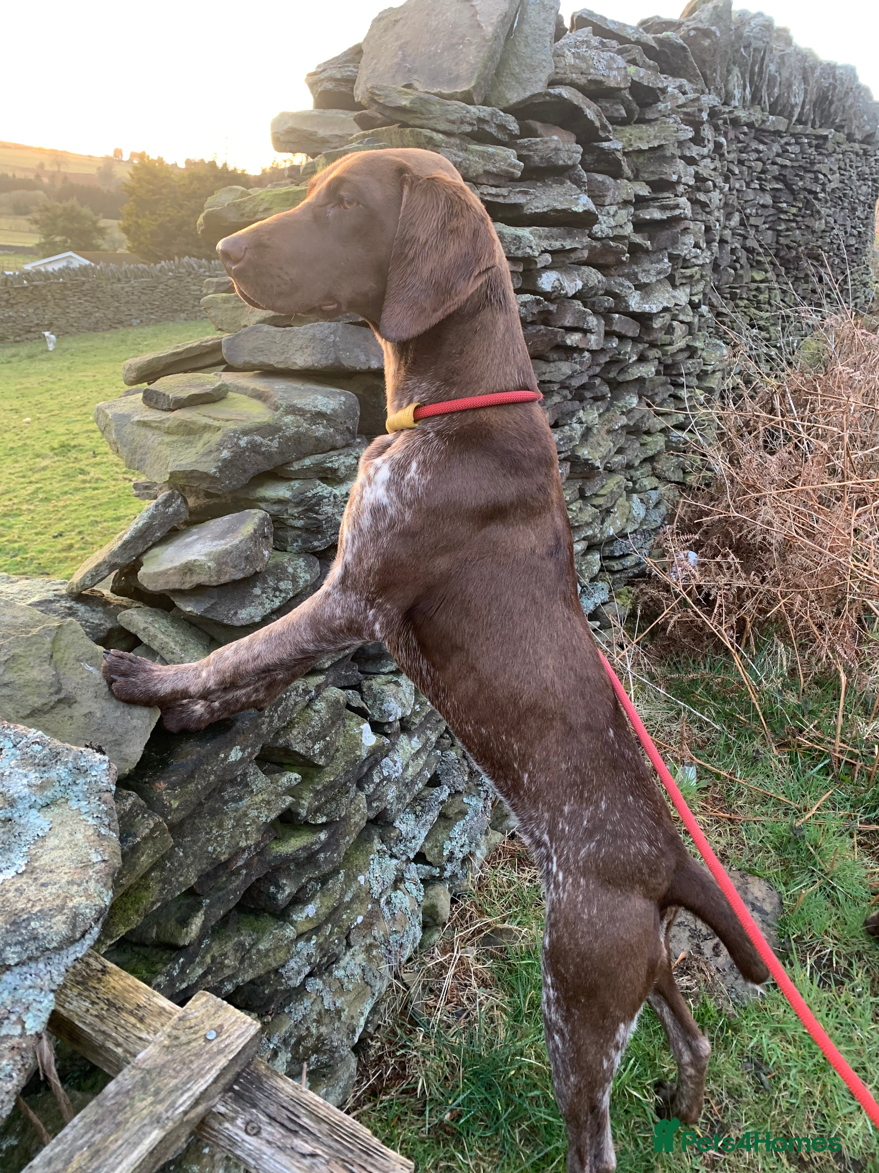 German Shorthaired Pointer dogs GSP KC REGISTERED PUPPIES - Advert 1