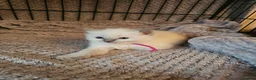 Ragdoll cats for sale: BEAUTIFUL PUREBRED BLUE COLOURPOINT RAGDOLLS - Advert 12