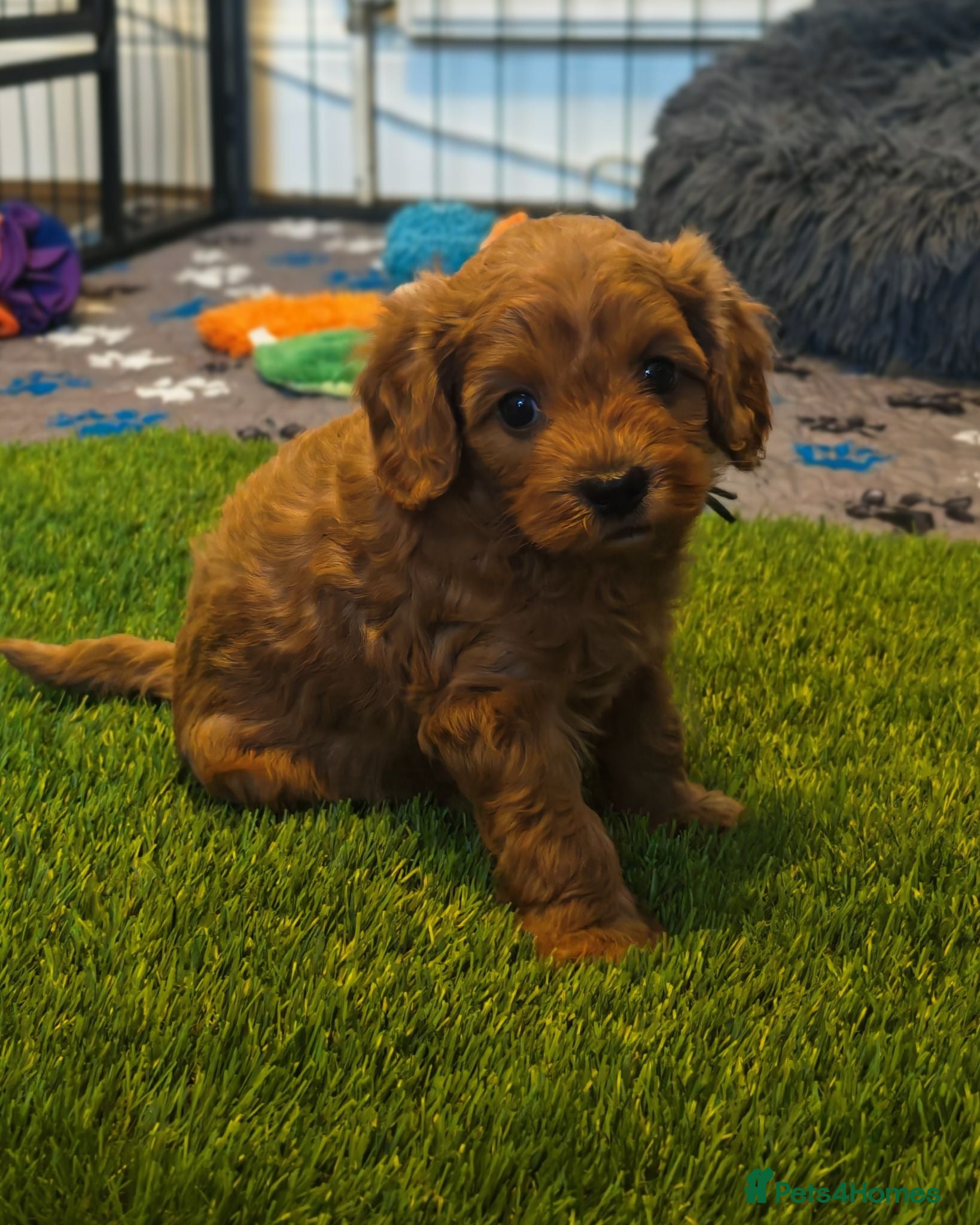 Cavapoo dogs Gorgeous Cavapoo Boy Available  - Advert 2