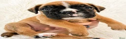 Boxer dogs for sale: BOXER pups - Advert 22