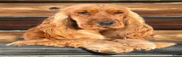 Cocker Spaniel dogs for sale: The Tremendous Thule - Advert 6