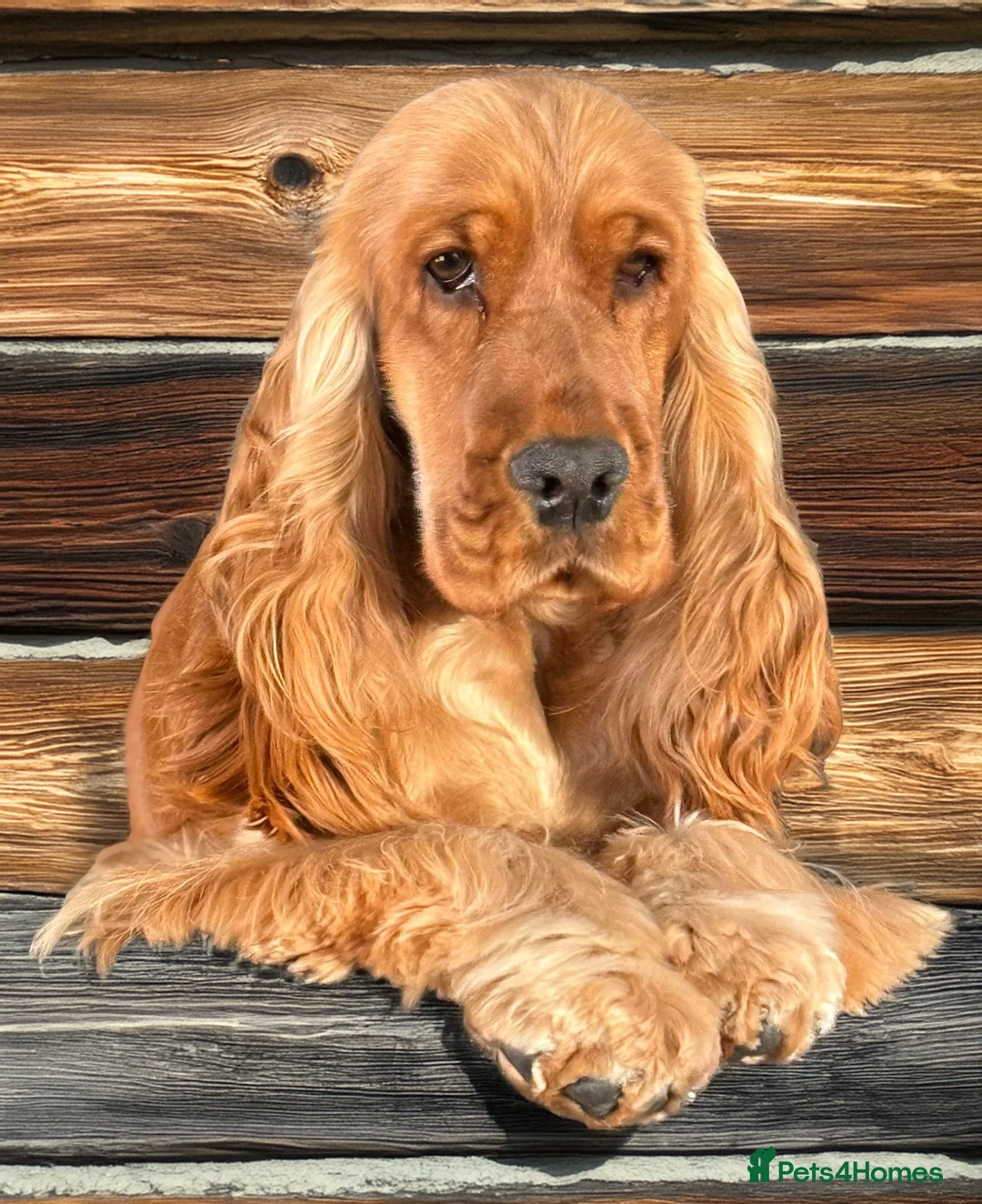 Cocker Spaniel dogs for sale: The Tremendous Thule - Advert 6