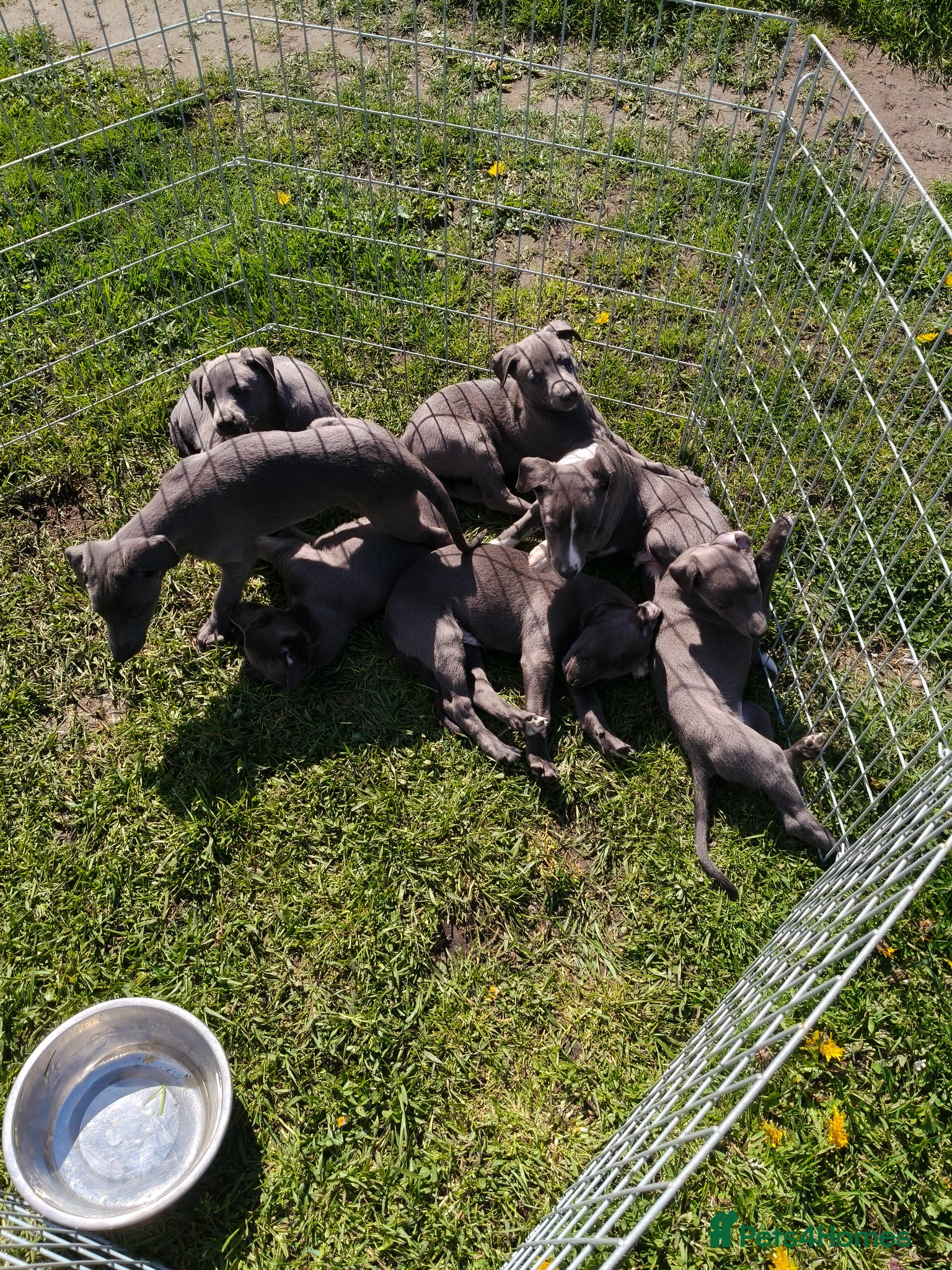 Whippet dogs Whippets - Advert 2