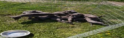 Whippet dogs for sale: Whippets - Advert 1