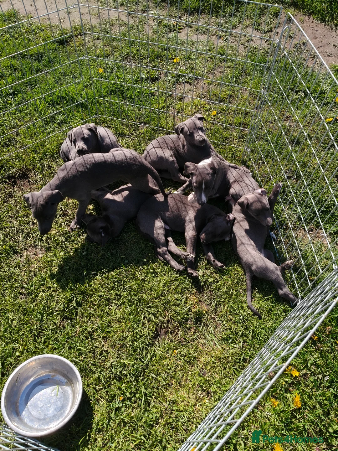 Whippet dogs for sale: Whippets - Advert 1