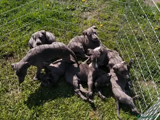 Whippet dogs for sale: Whippets - Advert 2