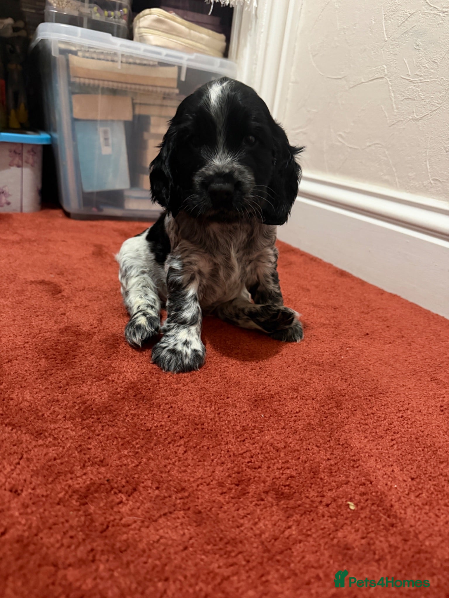 Cocker Spaniel dogs ⭐Last Quality Blue Roan Boy Available⭐ - Advert 3
