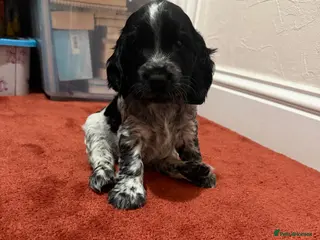 Cocker Spaniel dogs ⭐Last Quality Blue Roan Boy Available⭐ - Advert 3