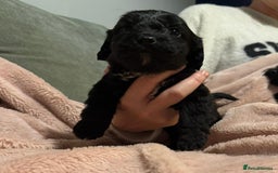 Mixed Breed dogs for sale: Cockshihpoos - Image 10