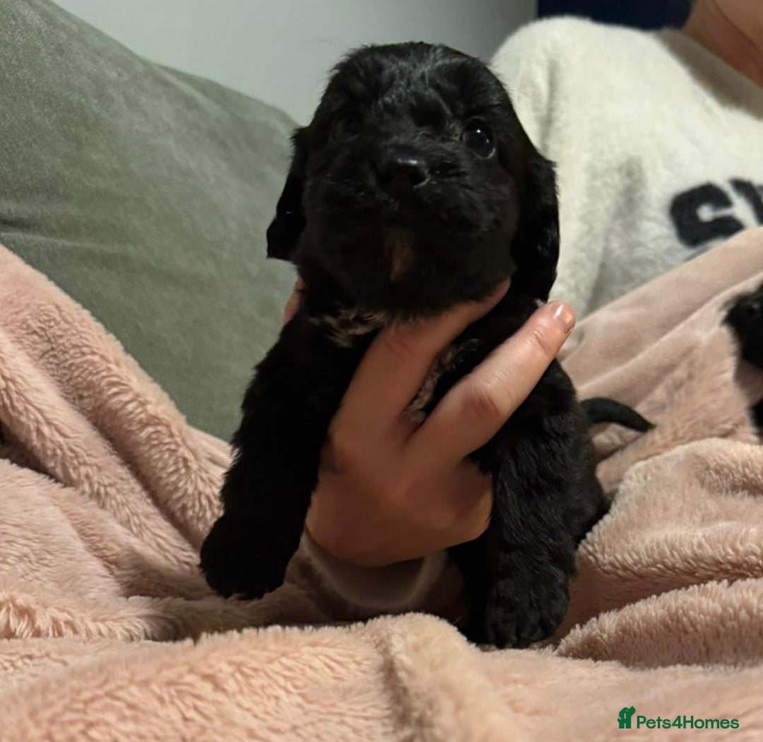 Mixed Breed dogs for sale: Cockshihpoos - Image 10