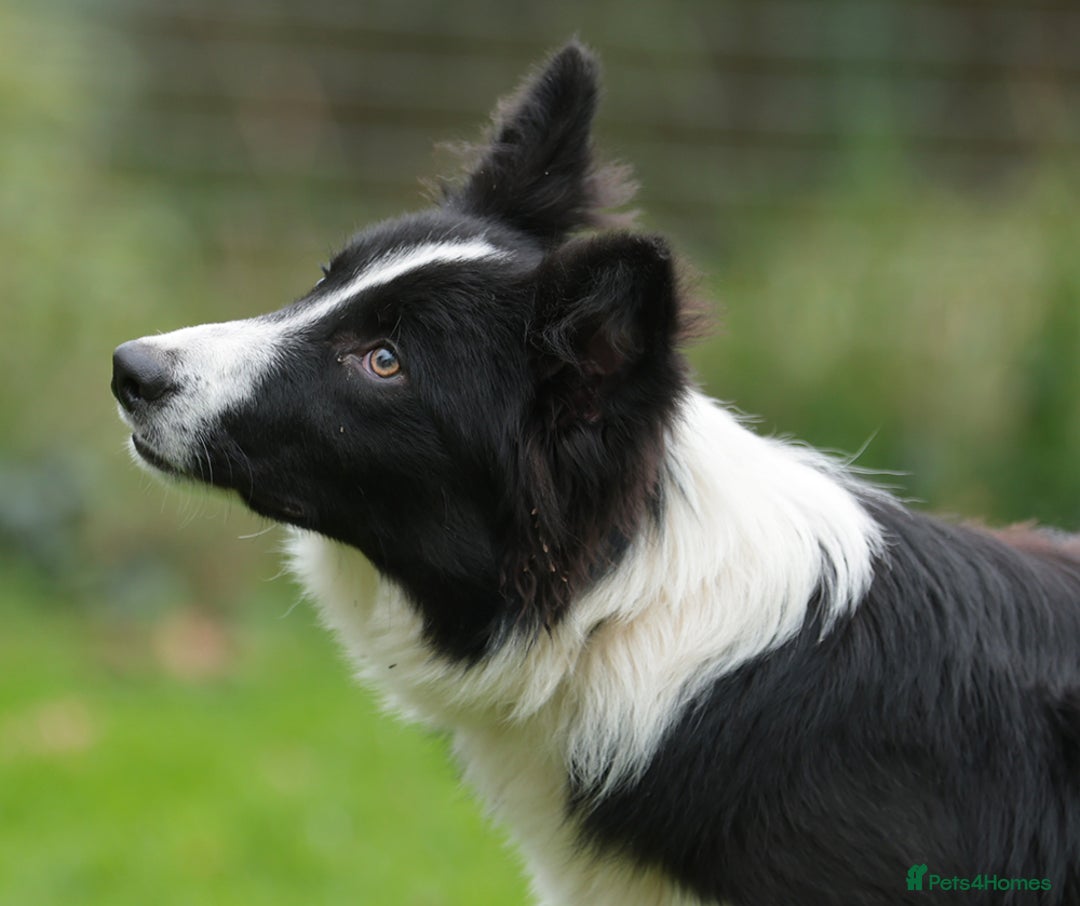 Border Collie dogs for sale: Lovely 7 month old female border collie - Advert 1
