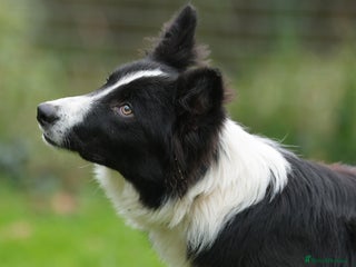 Border Collie dogs Lovely 7 month old female border collie - Advert 5