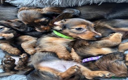 Miniature Dachshund dogs for sale: Miniature Long-Haired Dachshund Puppies - Image 2