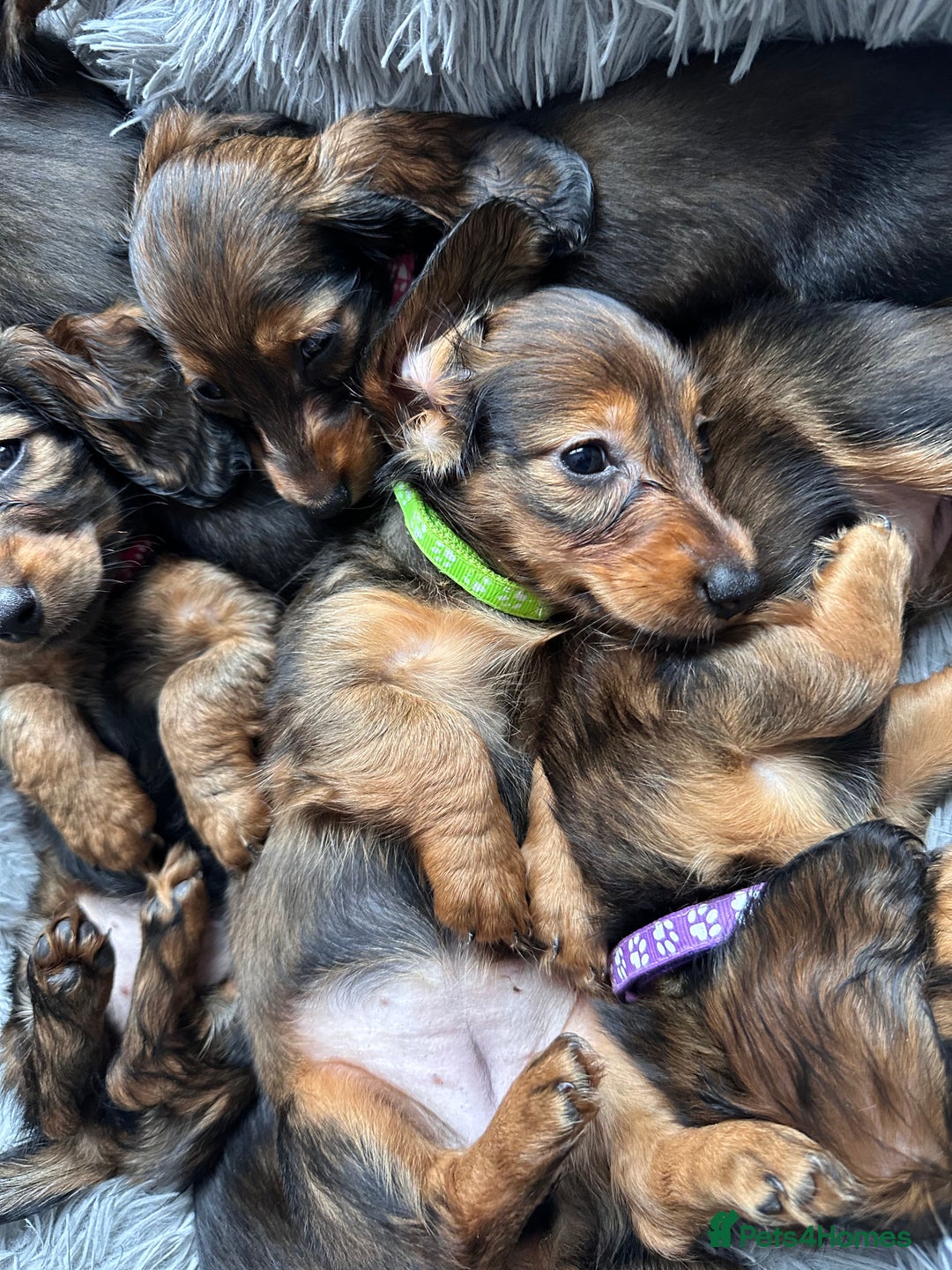 Miniature Dachshund dogs for sale: Miniature Long-Haired Dachshund Puppies - Image 2