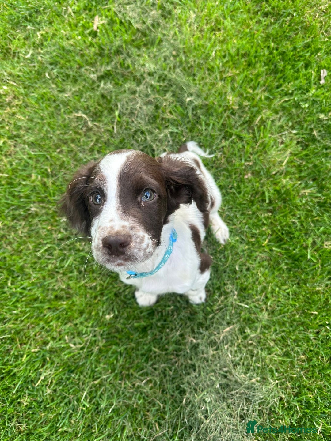 Sprocker dogs for sale: Sprocker boy pup - Image 5
