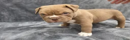 American Bully dogs for sale: Pocketbully puppy  - Advert 26