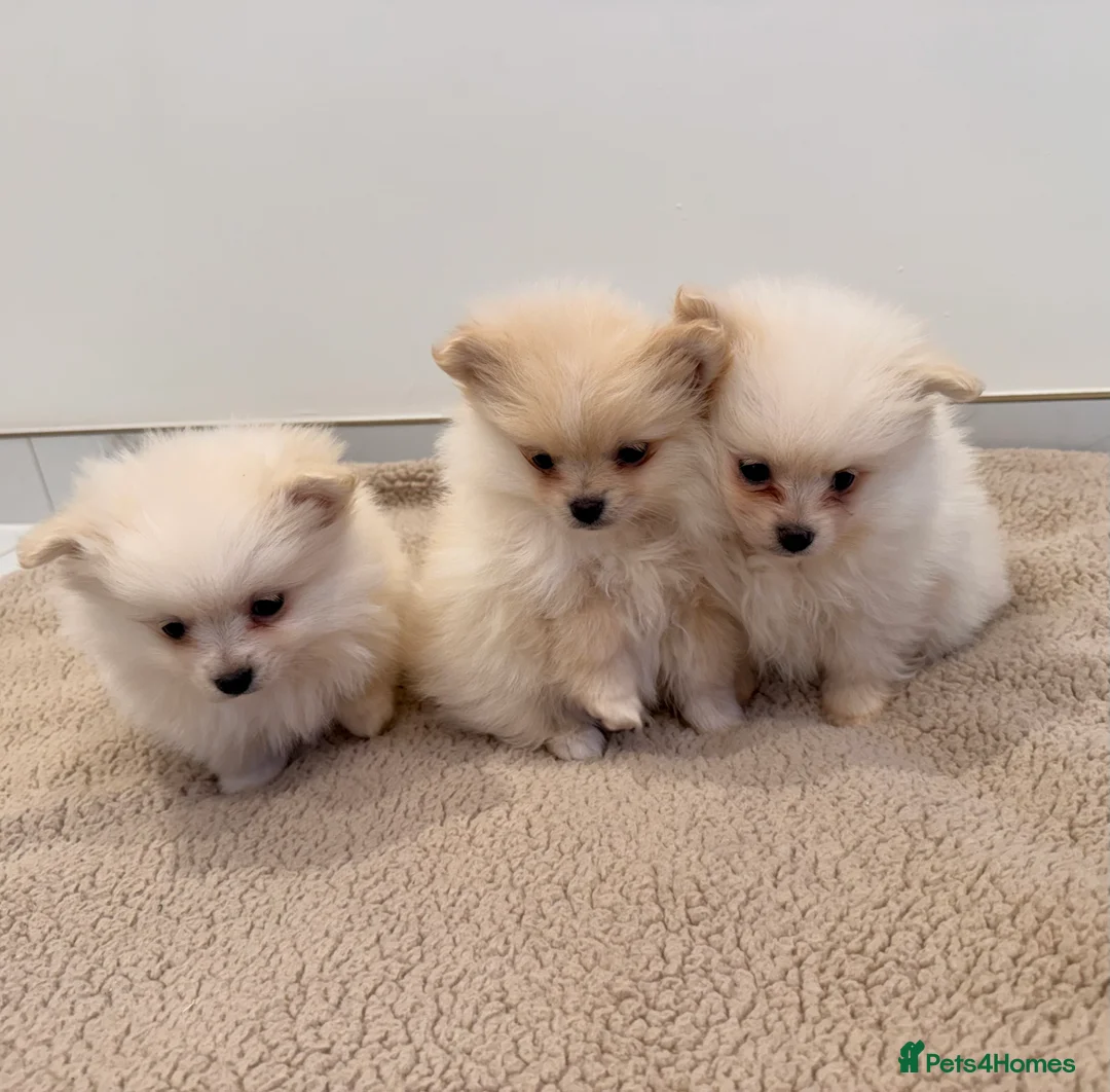 Pomeranian dogs for sale: 3 beautiful creamy/white Pomeranian puppies - Advert 7