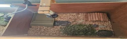 Hermann Tortoise reptiles for sale:  male tortoises  - Advert 3