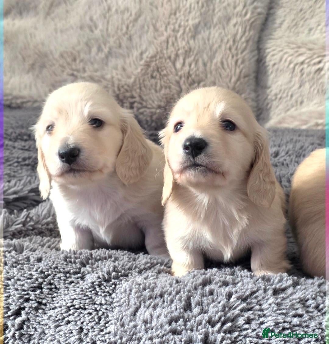 Miniature Dachshund dogs Clear cream miniature long-haired Dachshunds - Advert 1