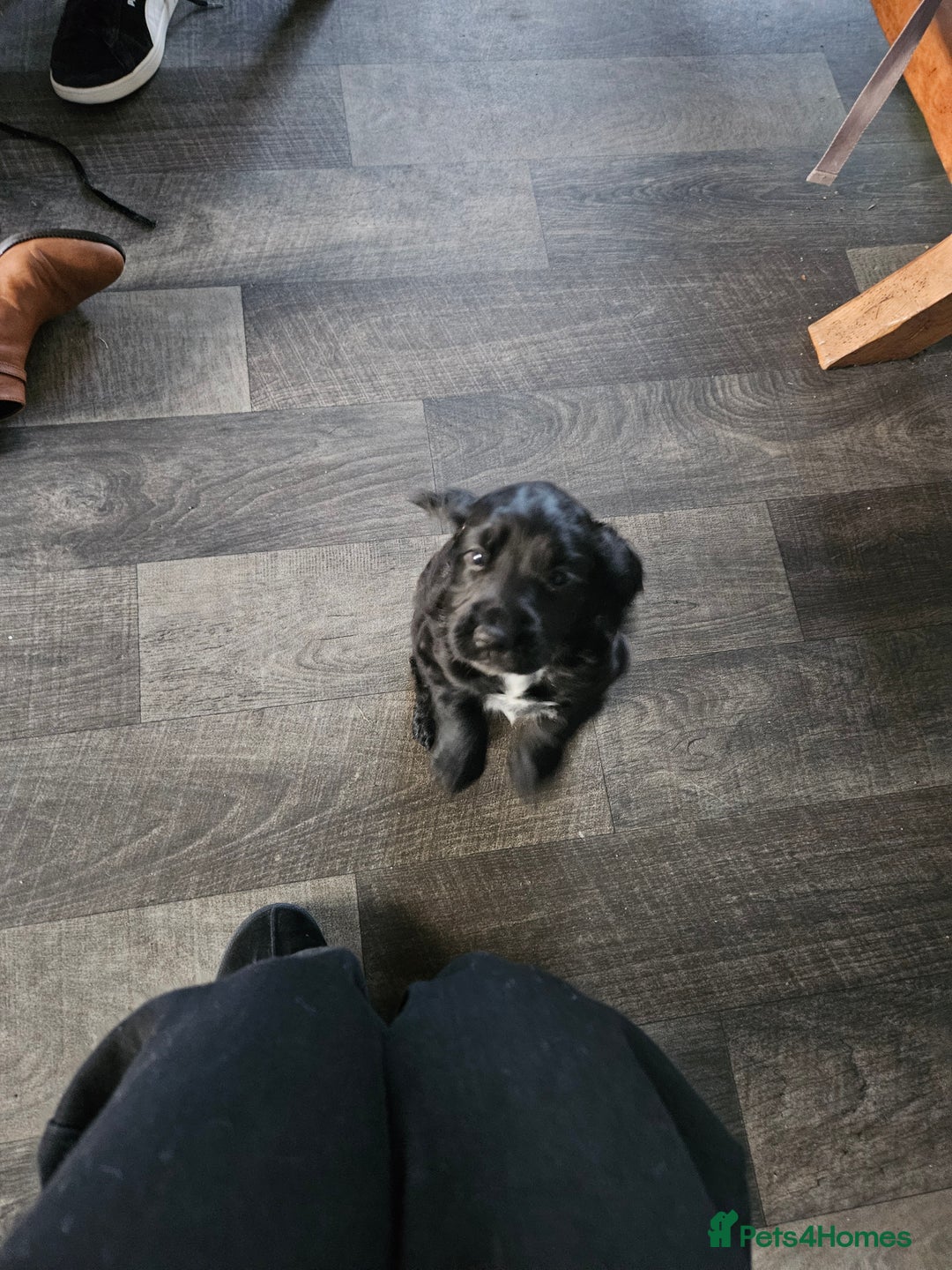 Cocker Spaniel dogs for sale: Cocker Spaniel pups for sale - Advert 7