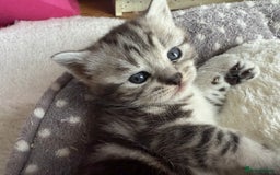 British Shorthair cats for sale: GCCF Rare Show Quality BSH Silver Tabby Kittens - Image 2