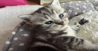 British Shorthair cats - Advert 1