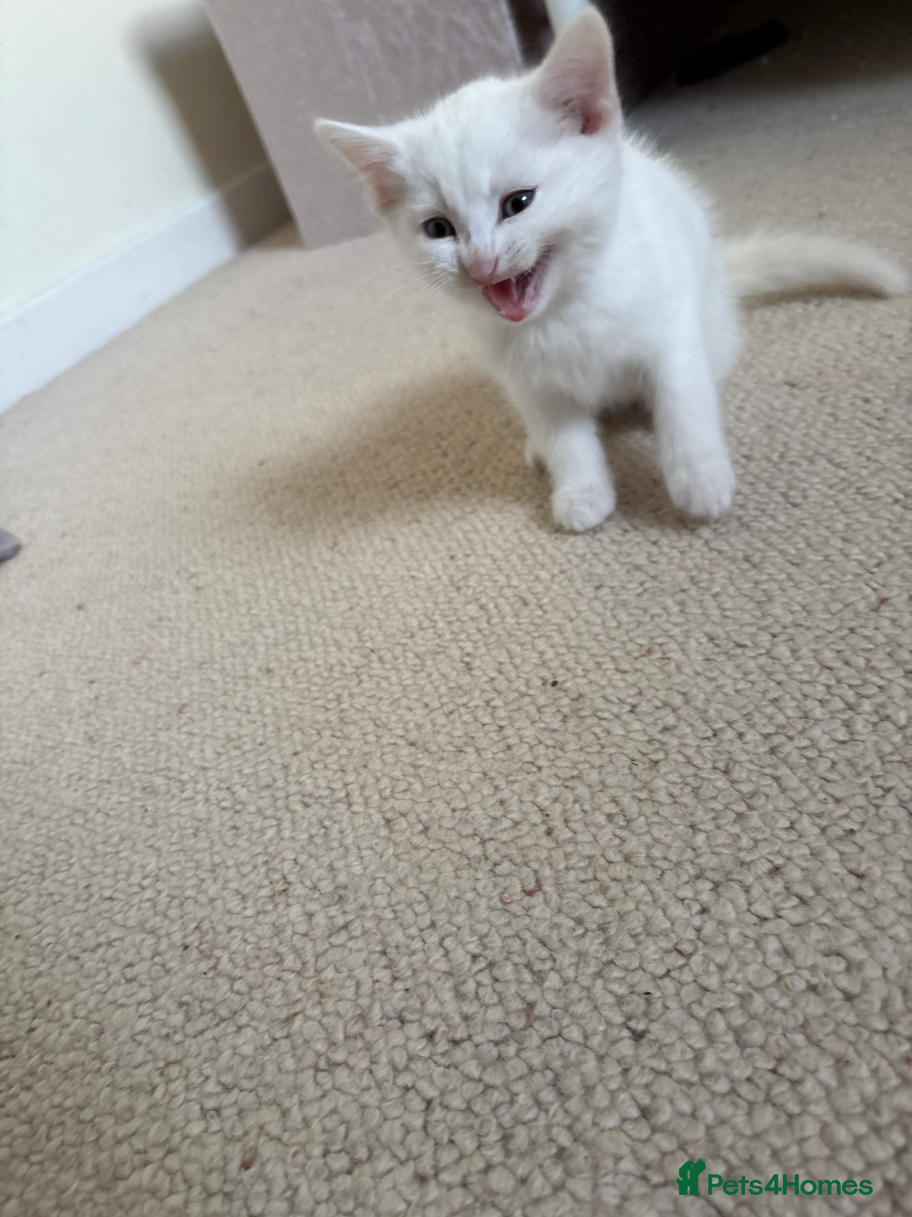 Turkish Angora cats Two Half-breed Turkish Angora Kittens  - Advert 18