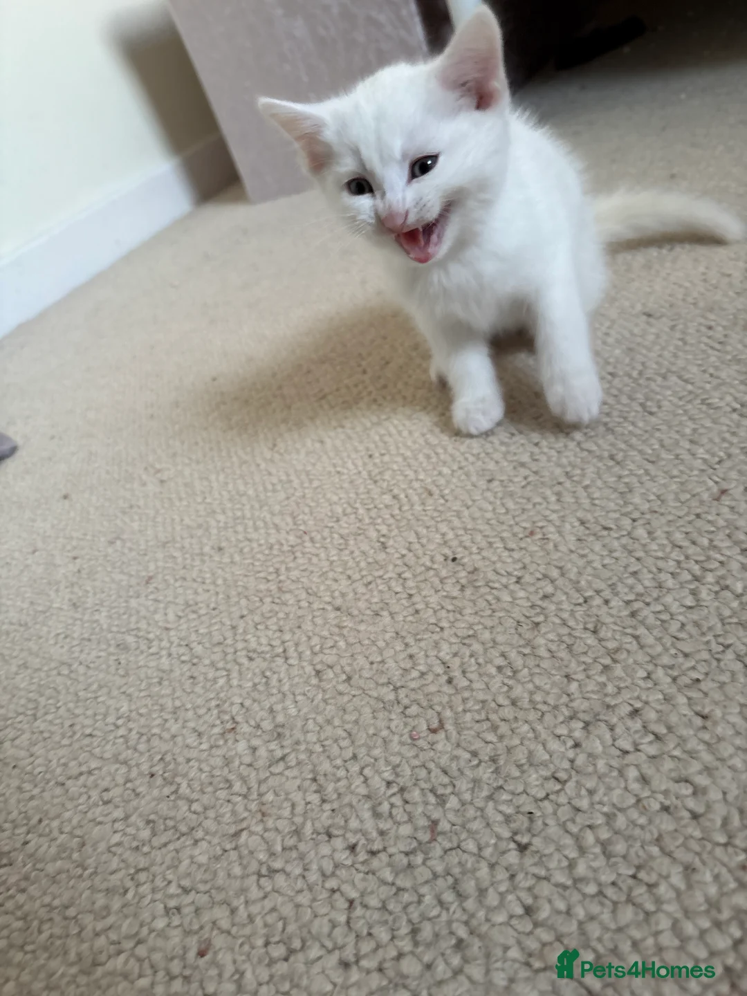 Turkish Angora cats for sale: Two Half-breed Turkish Angora Kittens  in Huddersfield - Advert 2