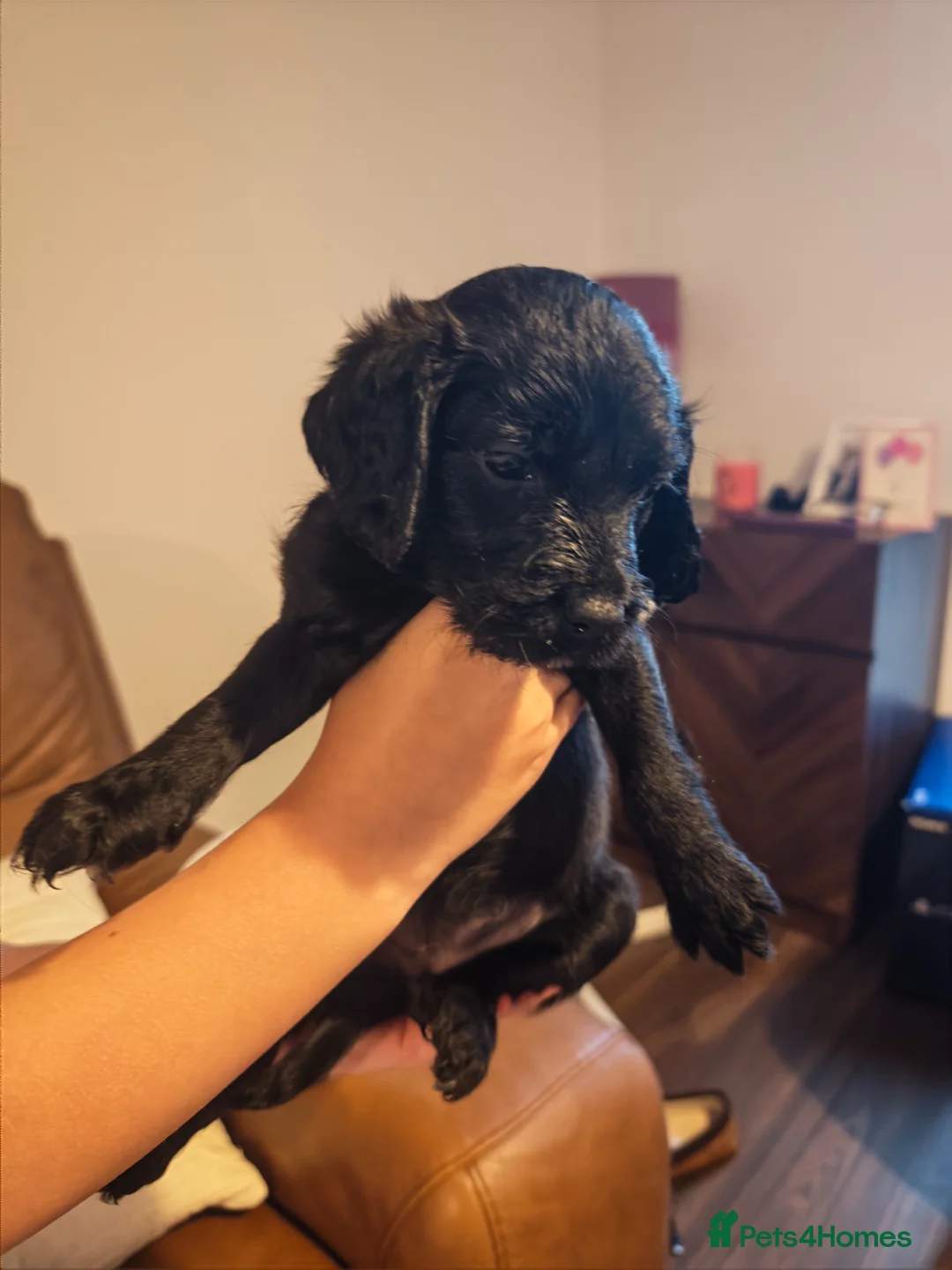 Mixed Breed dogs for sale: Bedlington whippet x cocker spaniel  - Advert 11