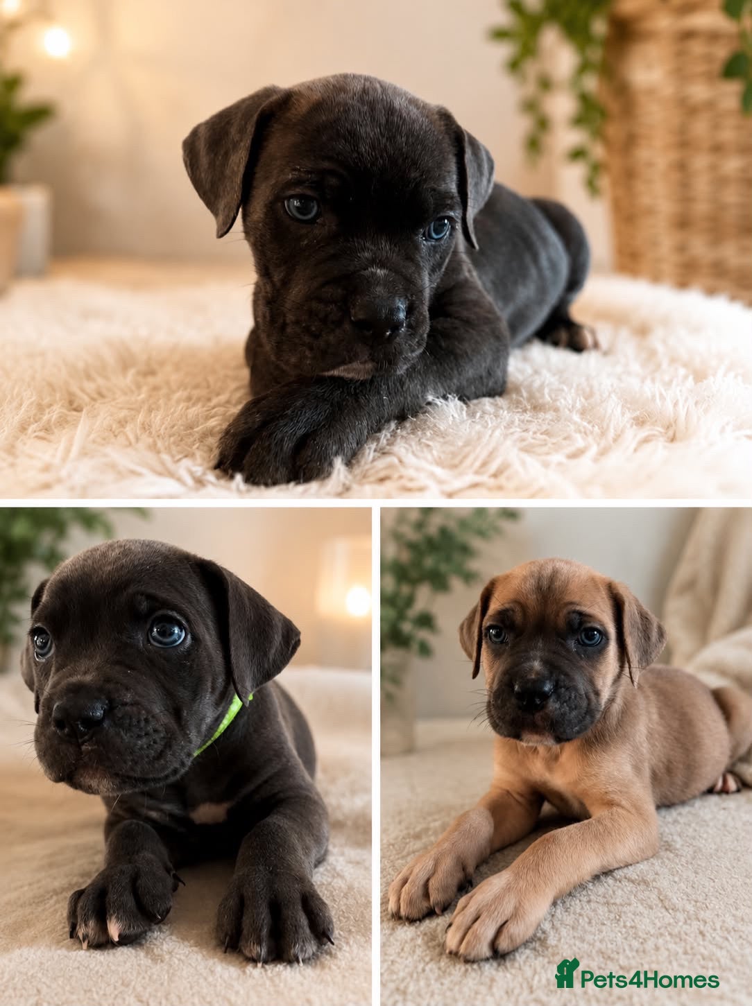 Cane Corso dogs Soon ready to leave 🥰 - Advert 1