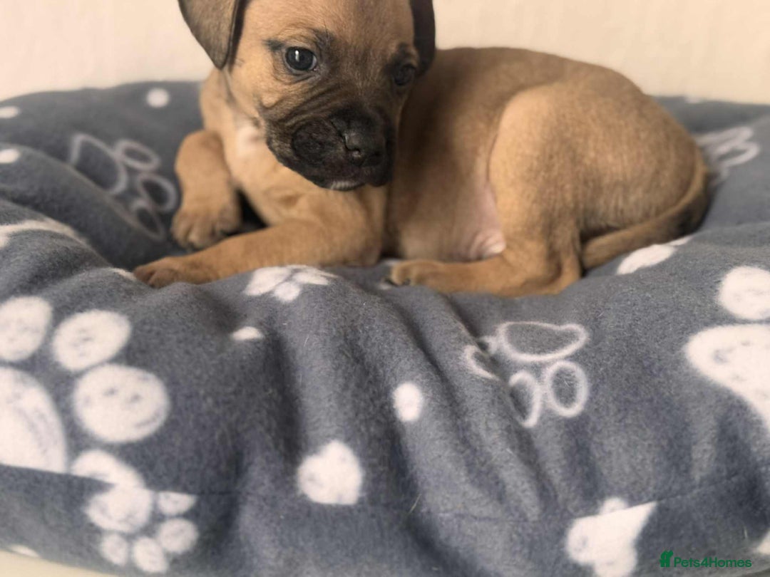 Mixed Breed dogs for sale: American bull staff puppies  - Image 34