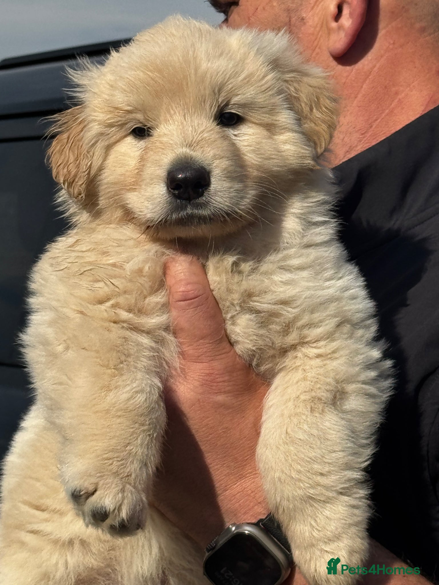 German Shepherd dogs 💙 GSD x  💙 - Advert 11