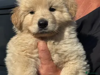 German Shepherd dogs 💙 GSD x 💙 - Advert 11