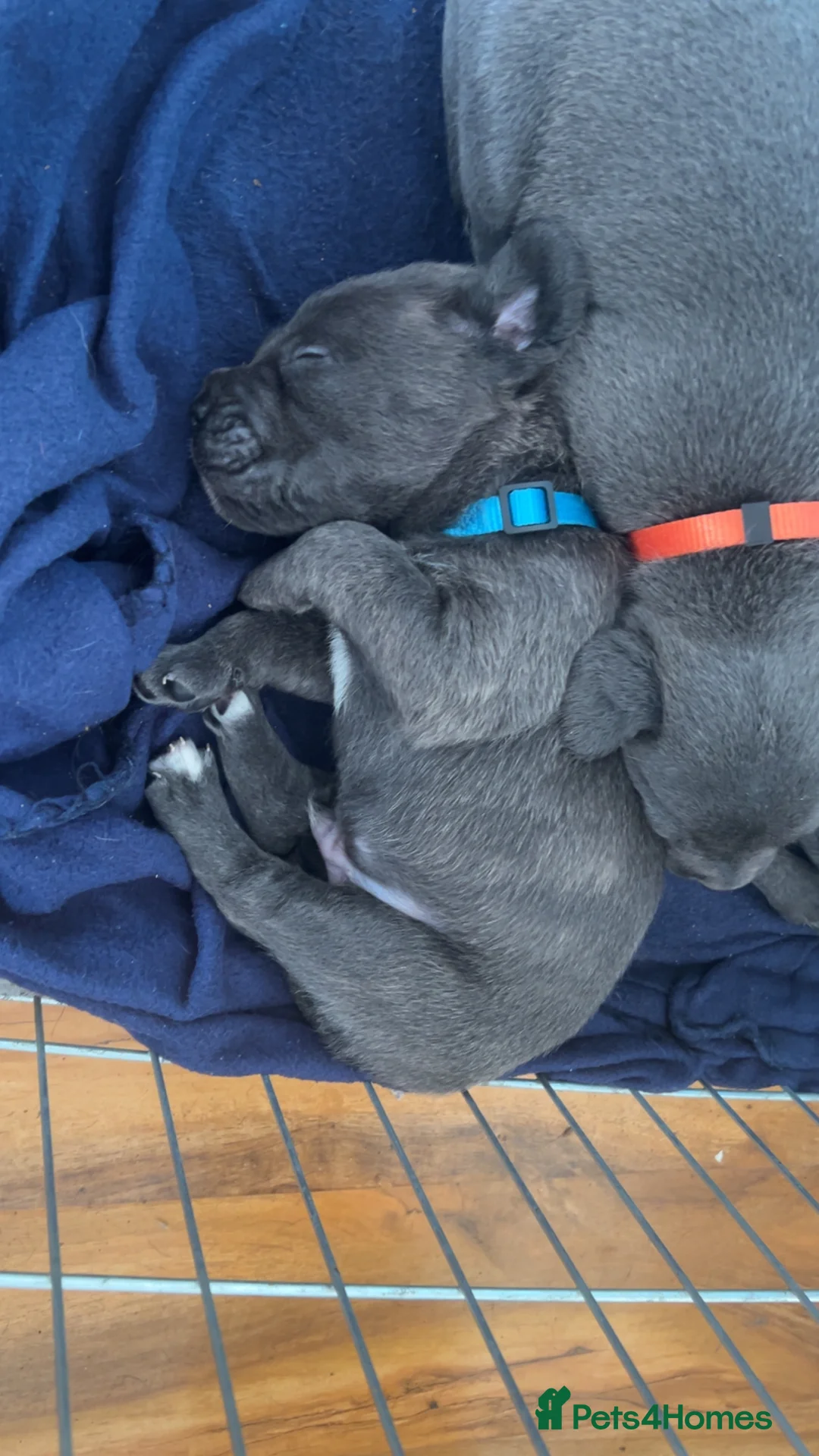 Mixed Breed dogs for sale: Cane corso X patterdale - Advert 6