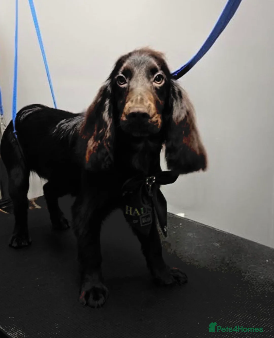 Cocker Spaniel dogs for sale: Female 2yr cocker spaniel - Advert 2