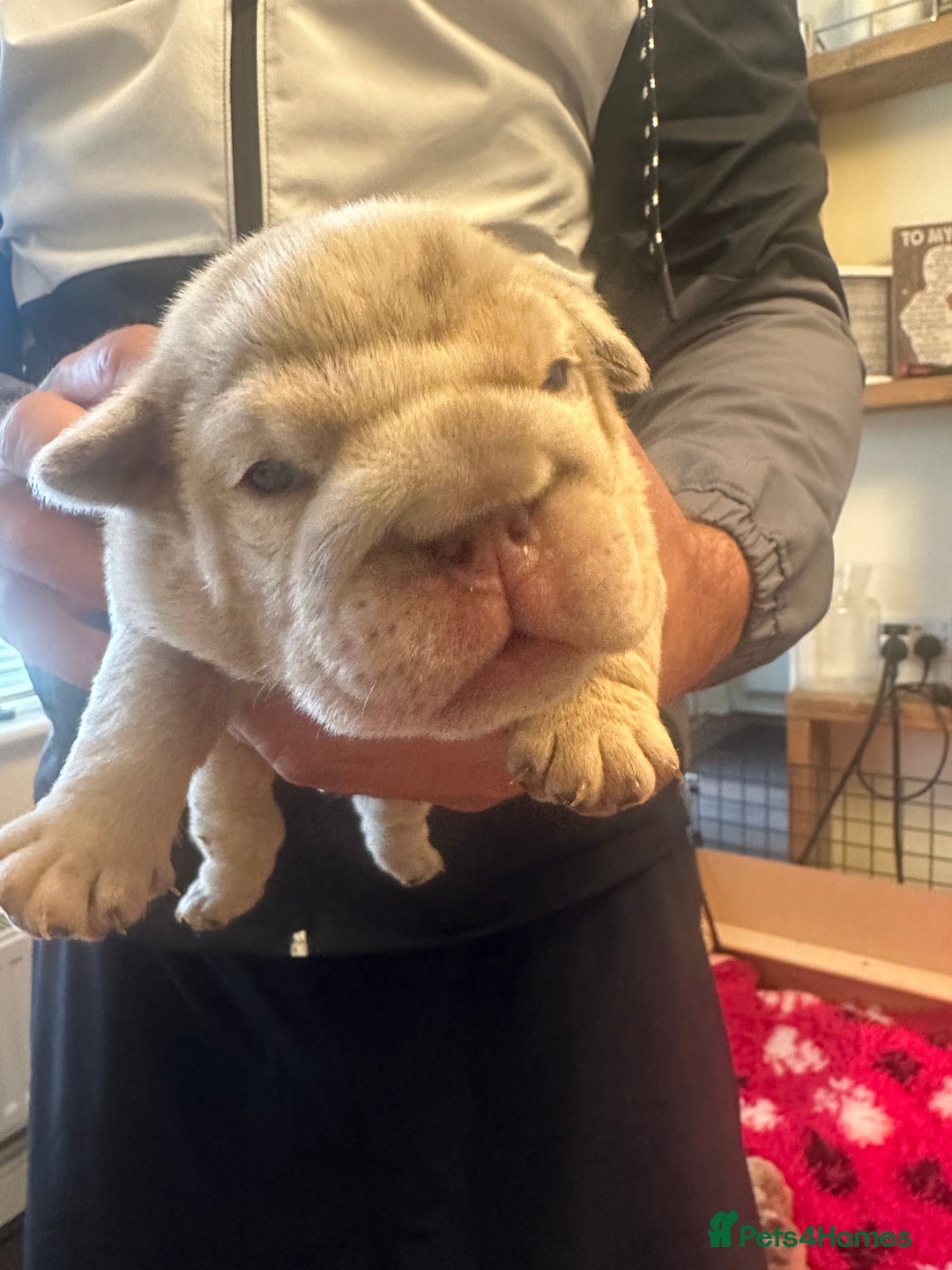 English Bulldog dogs for sale: English bulldog puppies - Image 31
