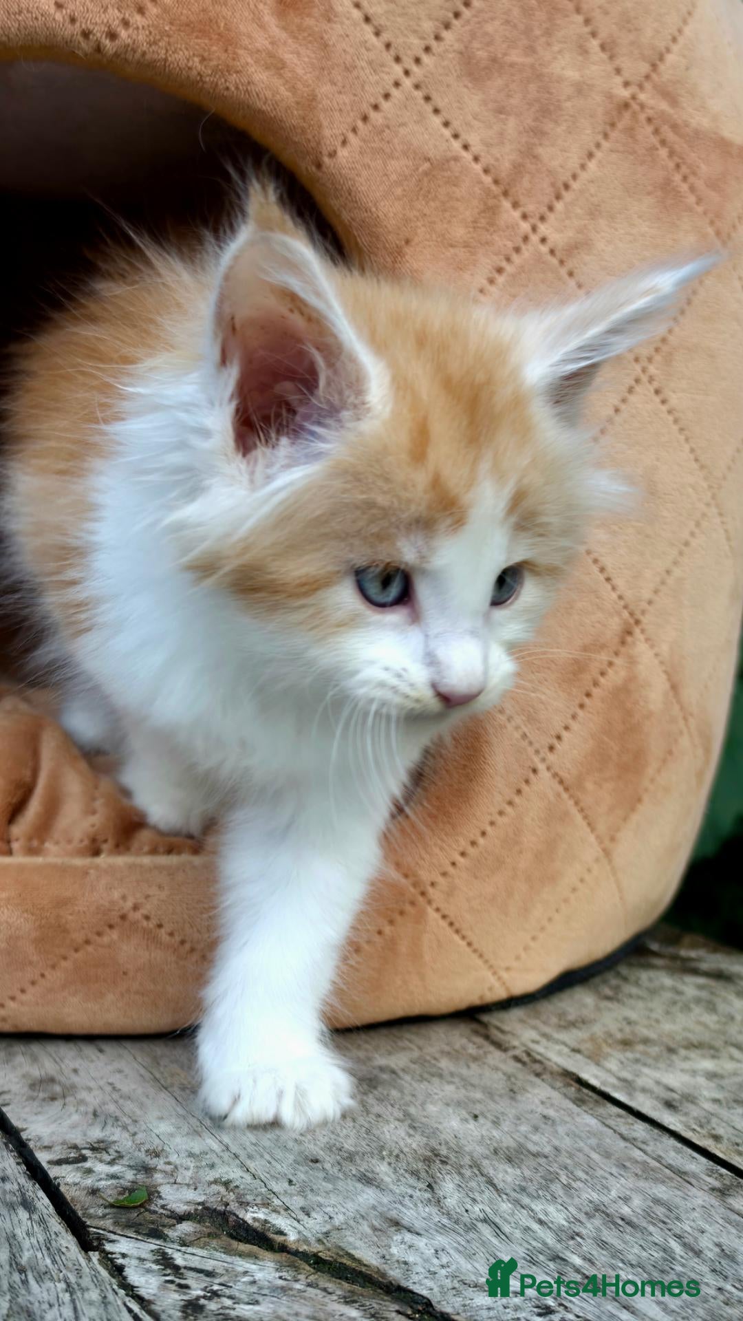 Maine Coon cats PICK OF LITTER  - Advert 2