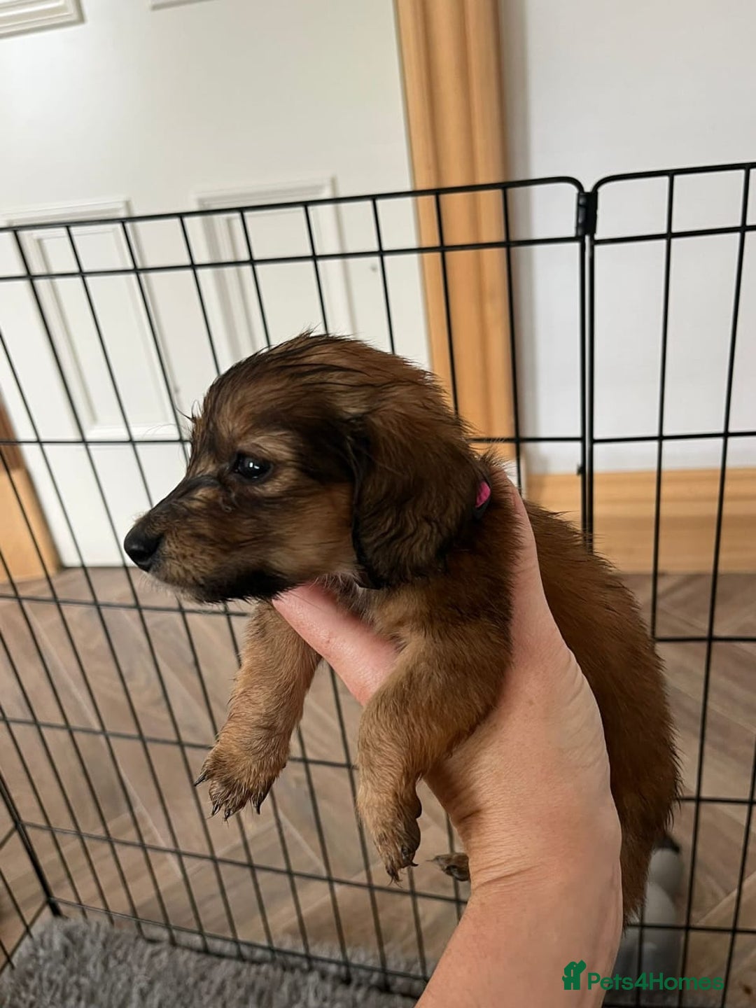 Miniature Dachshund dogs for sale: ADORABLE MINIATURE DACHSHUND PUPPIES - Image 2