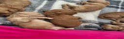 Cockapoo dogs for sale: Beautiful Cockapoo puppies 🐶 5 boys 3 girls - Advert 15