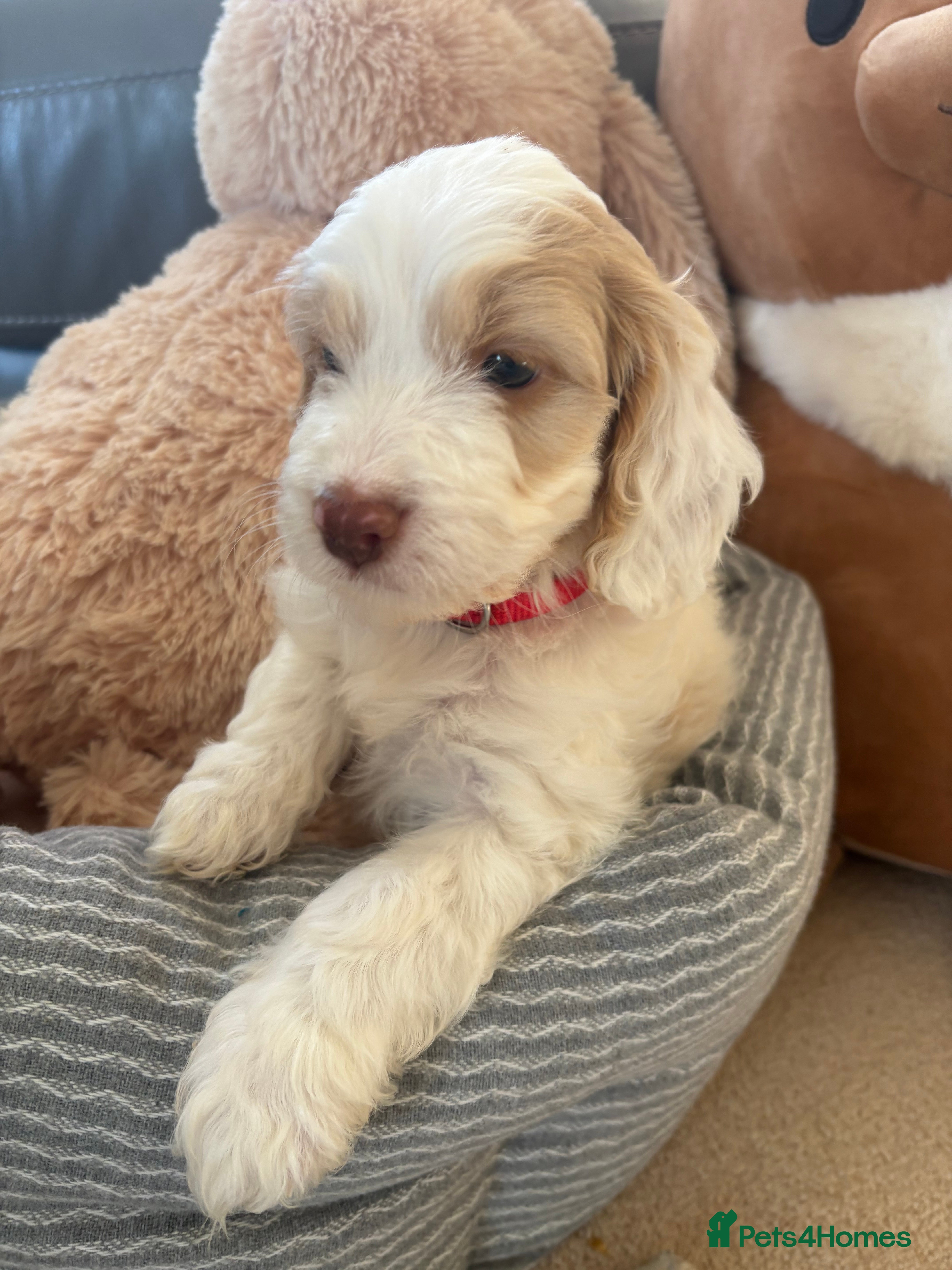 Cockapoo dogs Most Beautiful litter F1 Cockapoo puppies  - Advert 16